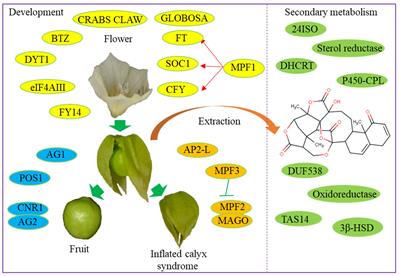 Advances in Physalis molecular research: applications in authentication, genetic diversity, phylogenetics, functional genes, and omics